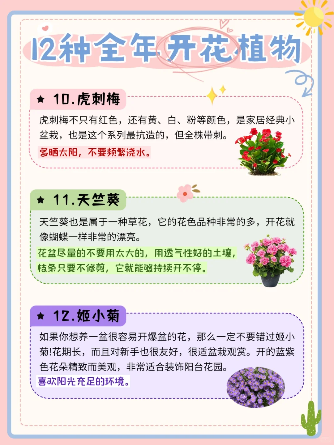 推荐12种全年开花植物?懒人收藏‼️
