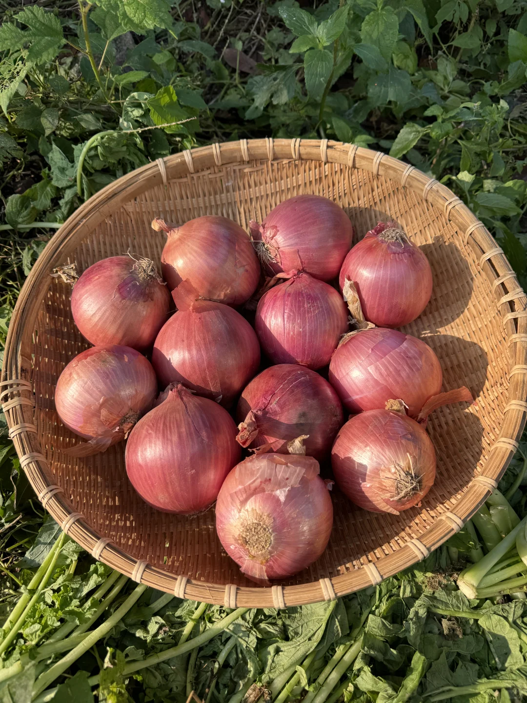 ?冬日农场蔬菜合集来啦！