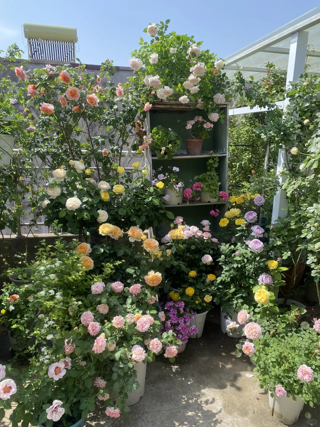 分享一下自己的月季养护经验