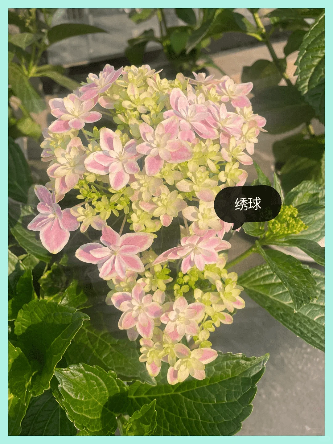 露台改造成绝美花园:高颜值植物