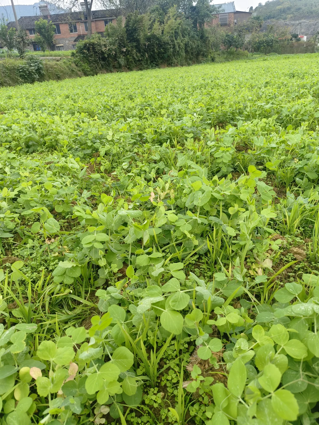 农村的豌豆荚也吃得了