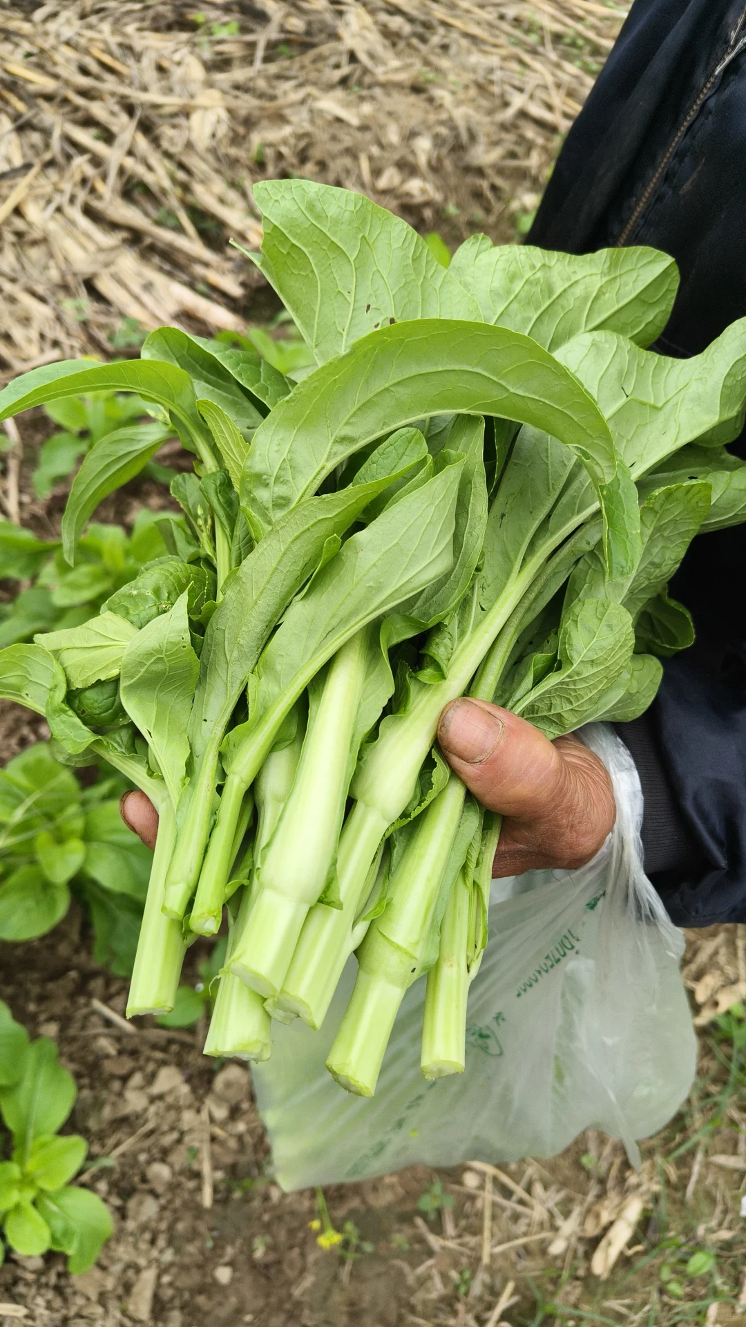 每月150的农家生态蔬菜组合，全国包邮