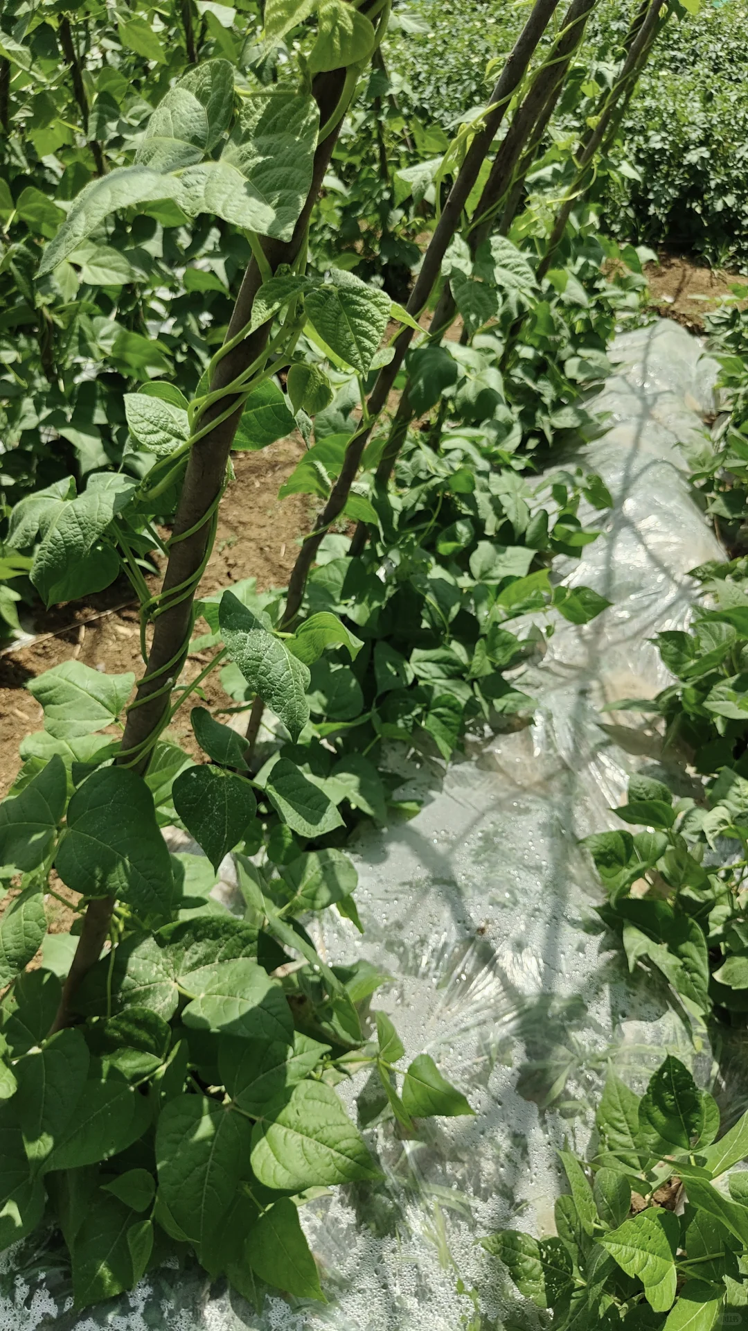 菜地各种蔬种下已经一个多月，静待开花结果