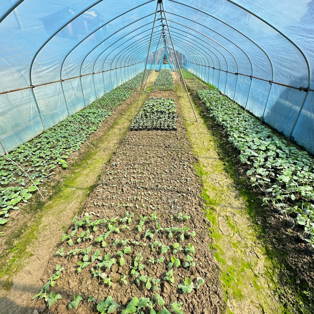 春播正在抓紧进行中?