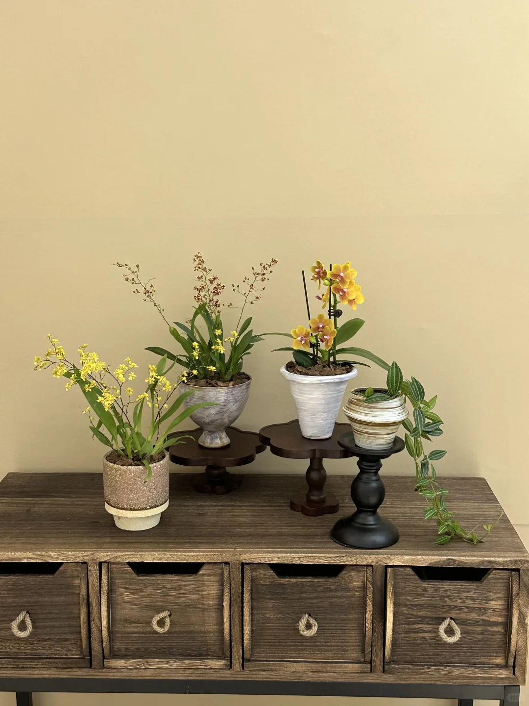 平价小众的绿植分享?