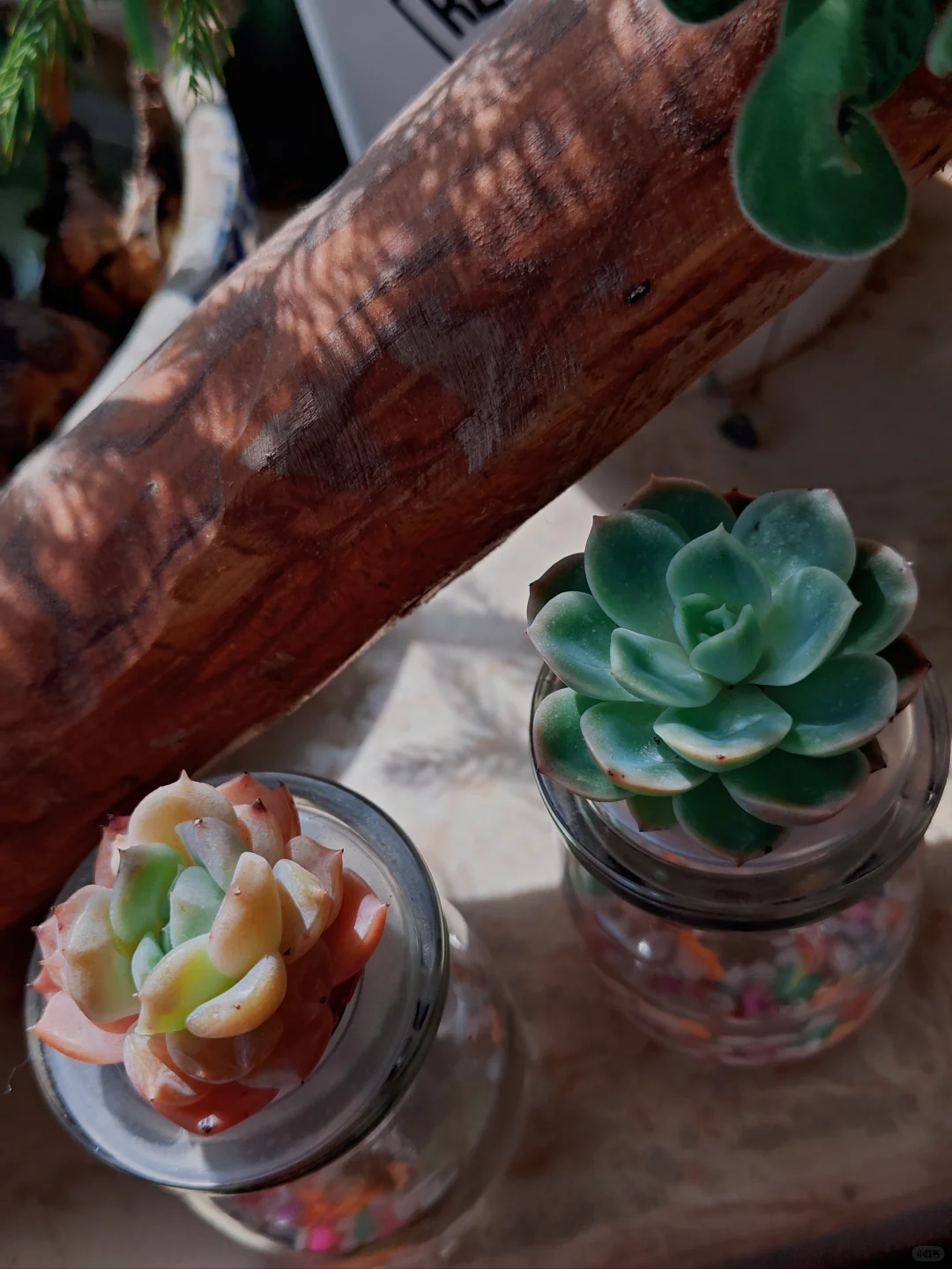 男生喜欢养多肉正常嘛