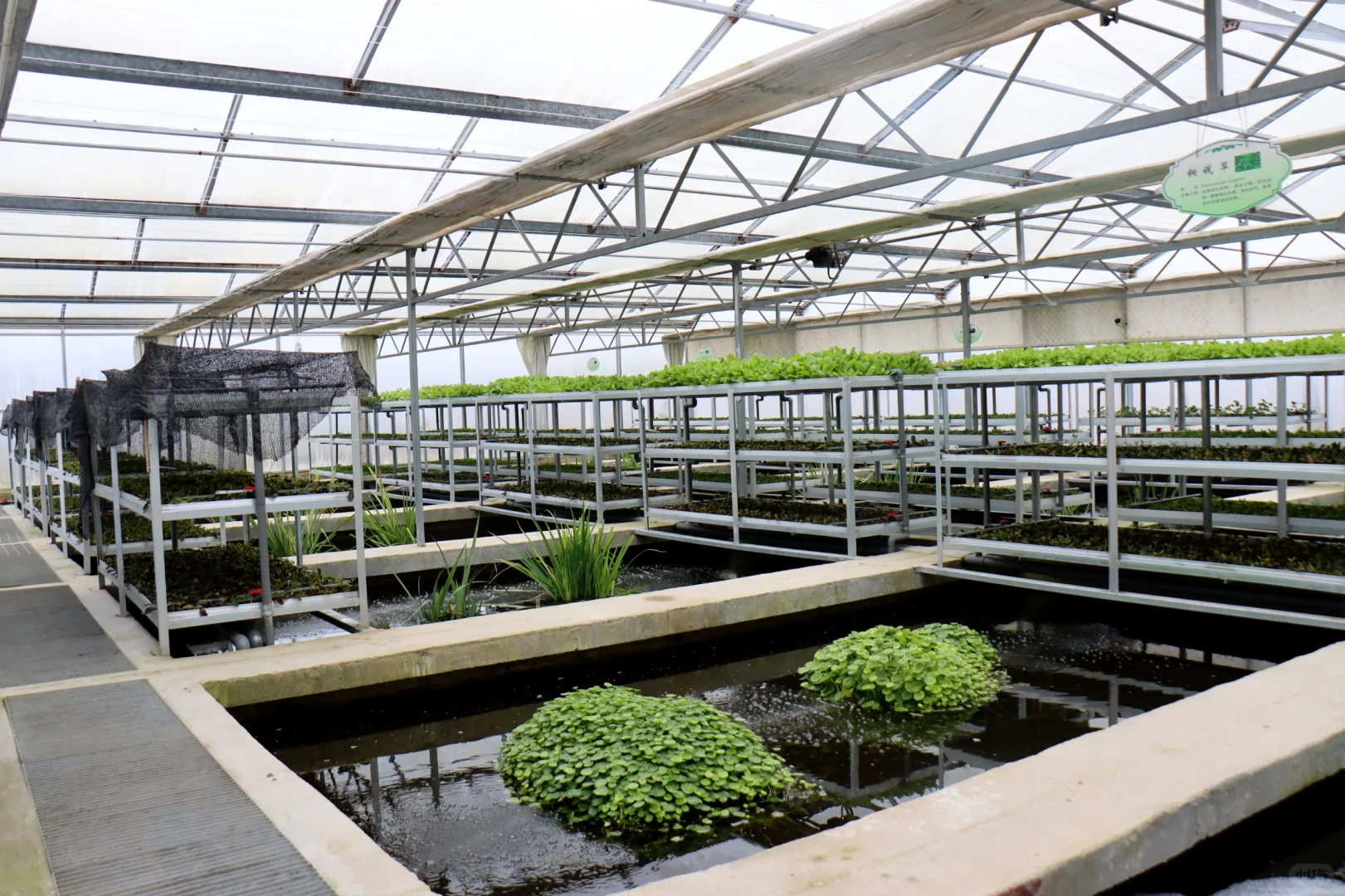 农村生活污水治理资源化利用“最好的方式”