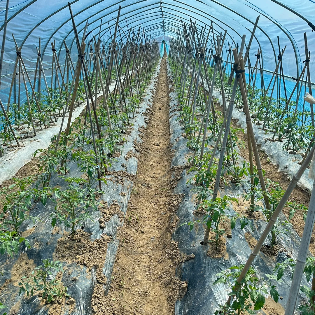 春播正在抓紧进行中?