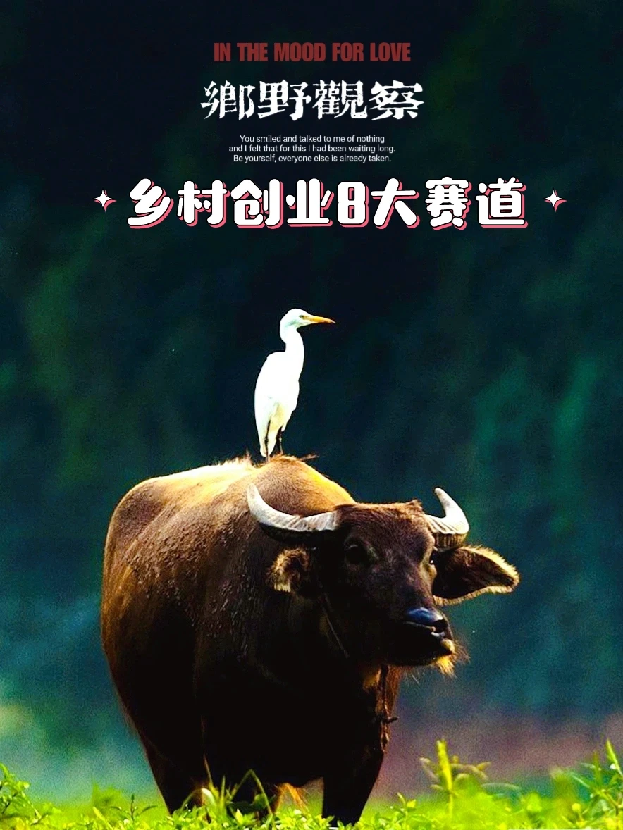 乡野观察｜在家放牛的日子真好