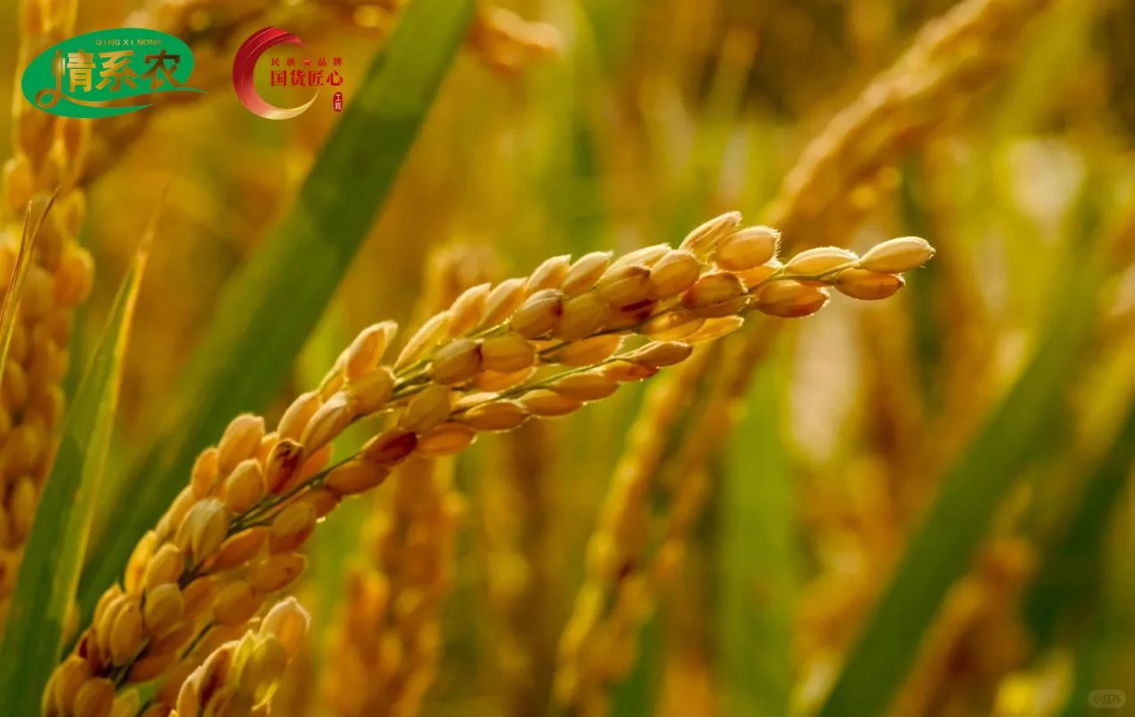 情系农说：从黑土地到餐桌的信任之路