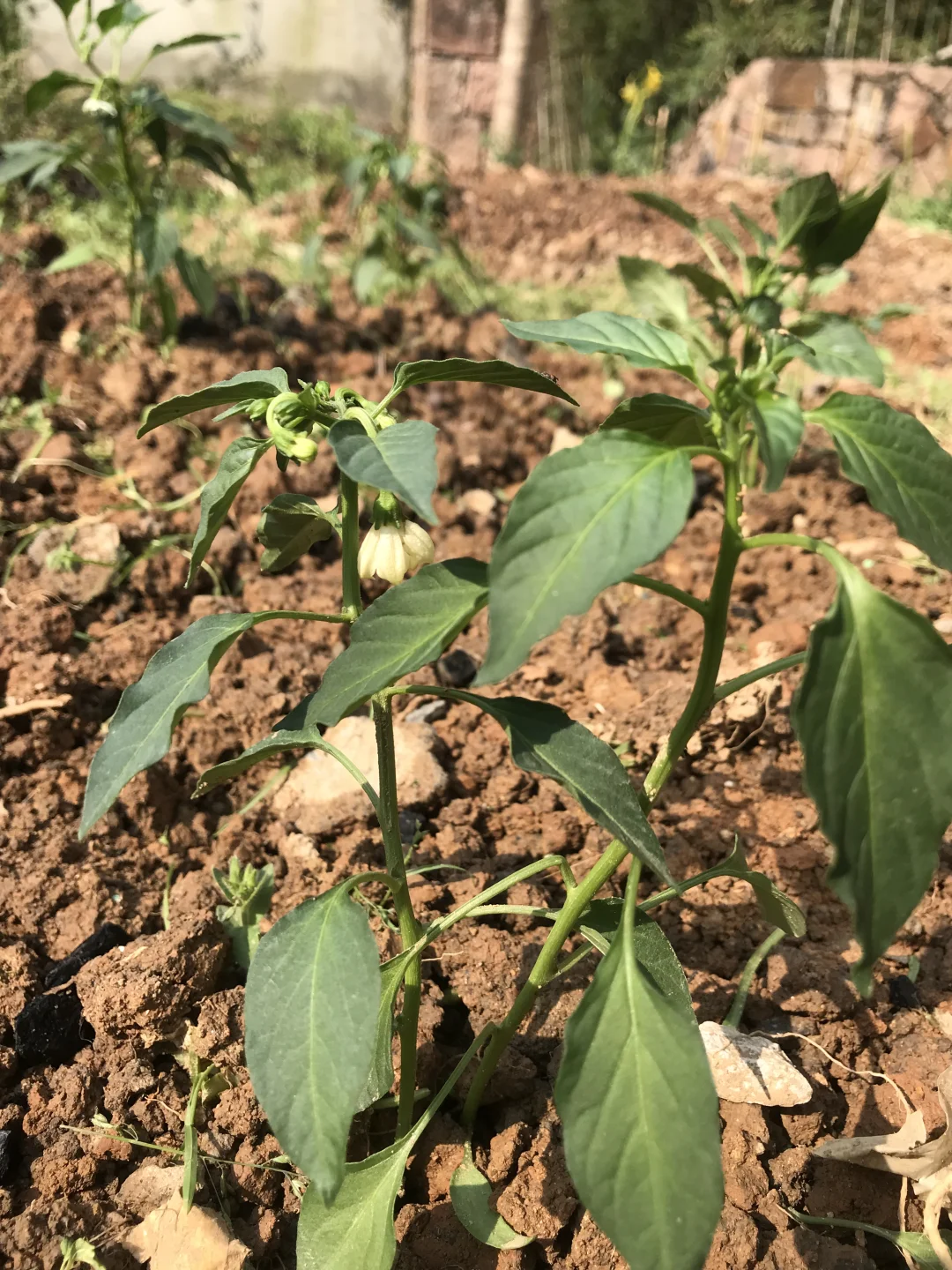 春季种菜的快乐