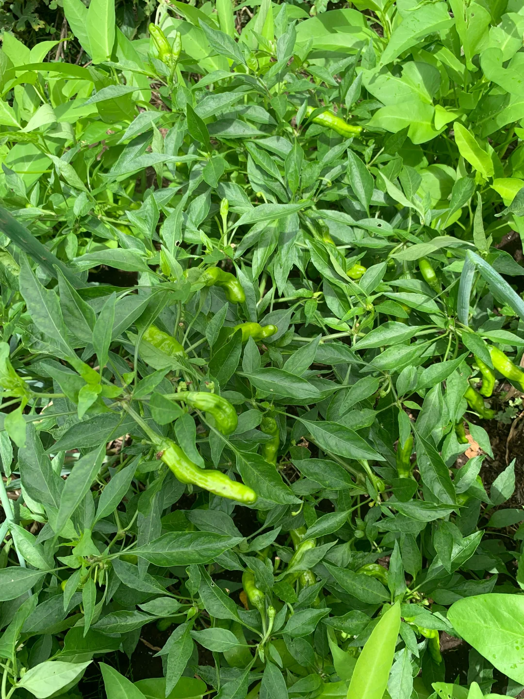 小小菜地，收获多多