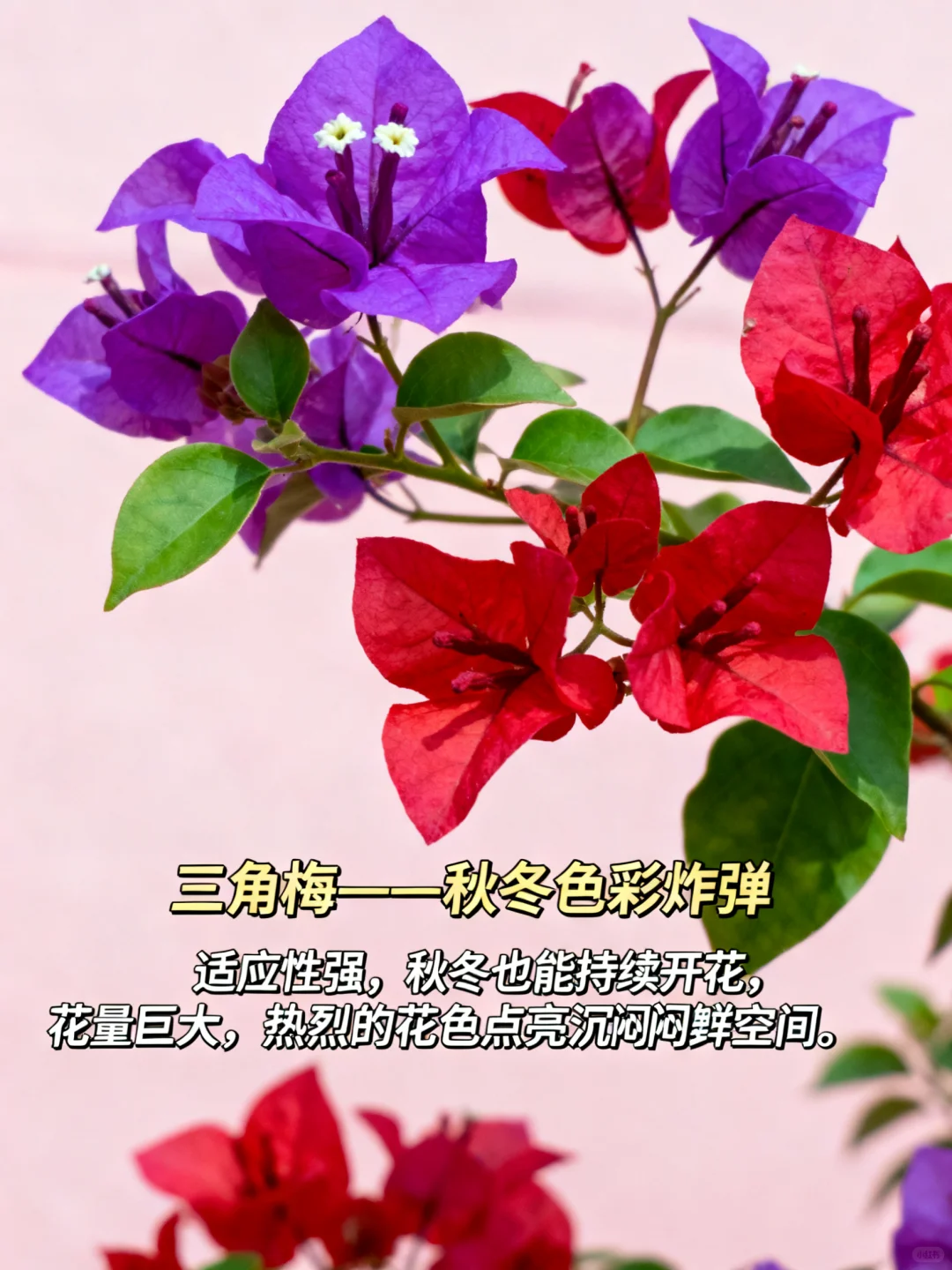 这 9 种 “超长待机” 花，美到能开 100 天