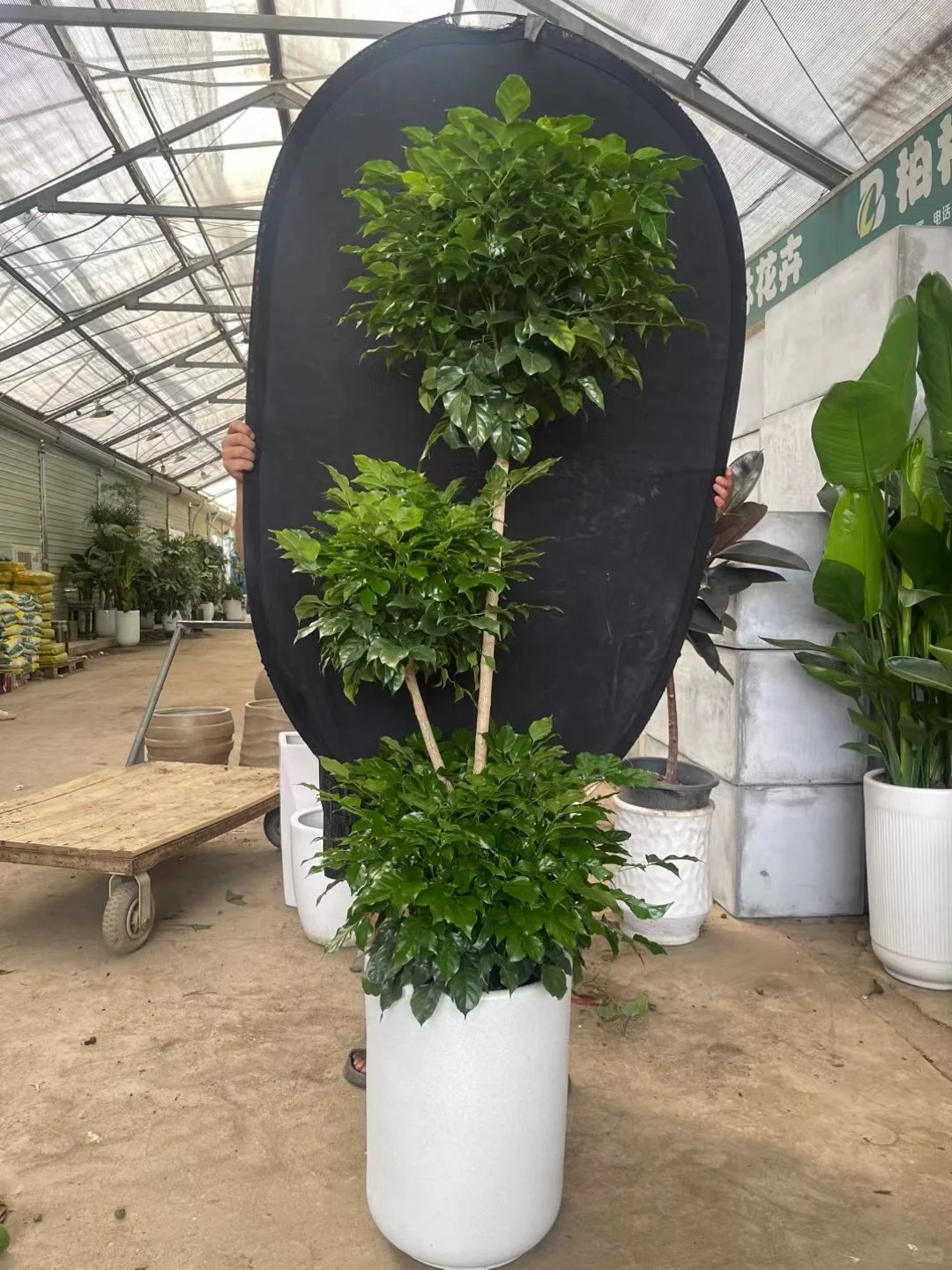 深圳绿植租买，批发，同城免费送货上门