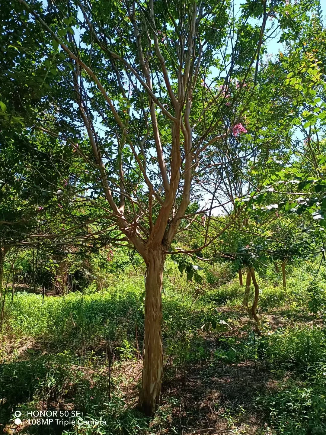 大量苗圃出售
