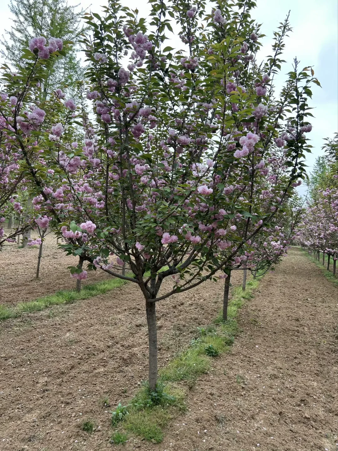 苗圃大量供应樱花树 品种齐全 价格美丽