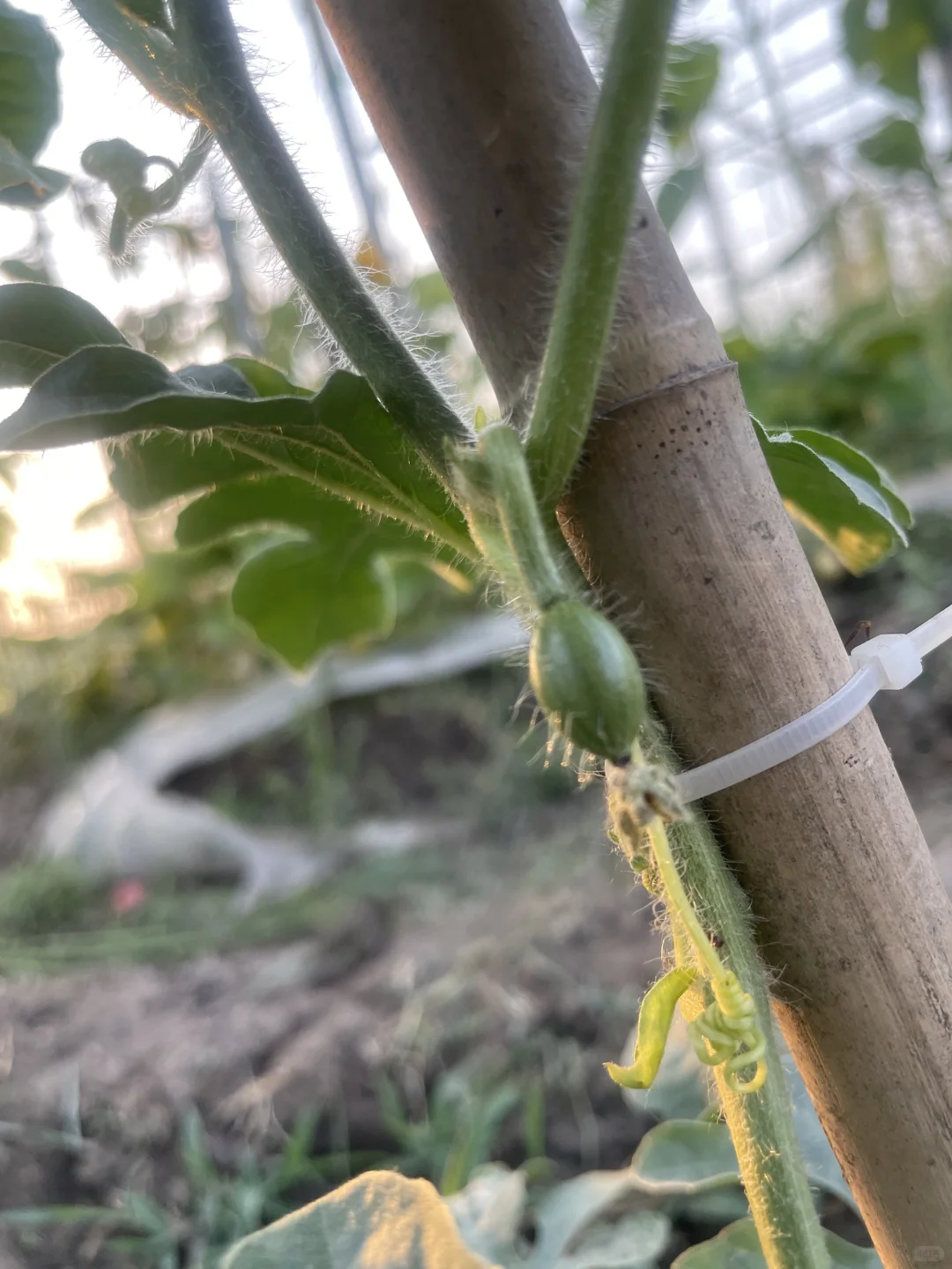 春种的蔬菜开始结果了