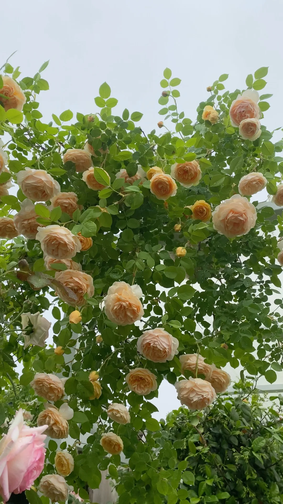 分享一下自己的月季养护经验