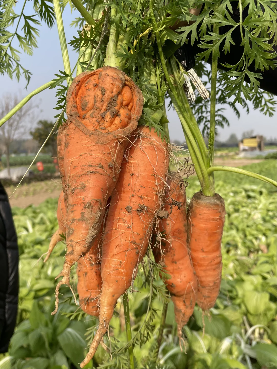 要吃就是绿色健康农家菜?