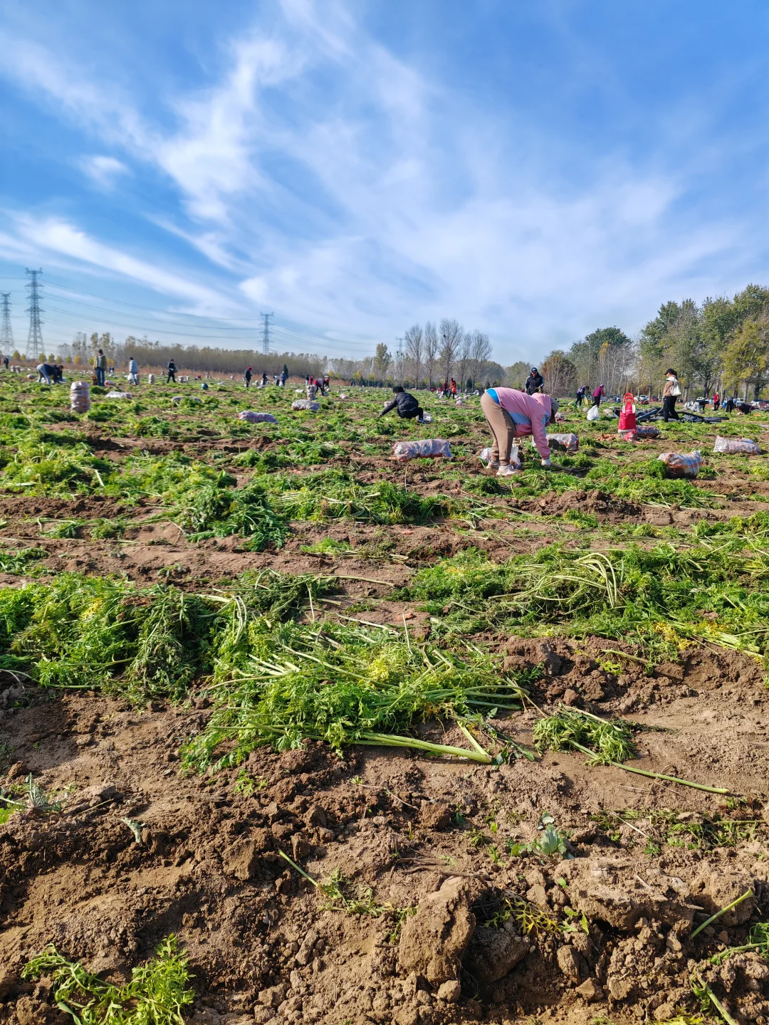 11.10?，超级营养的胡萝卜捡起来