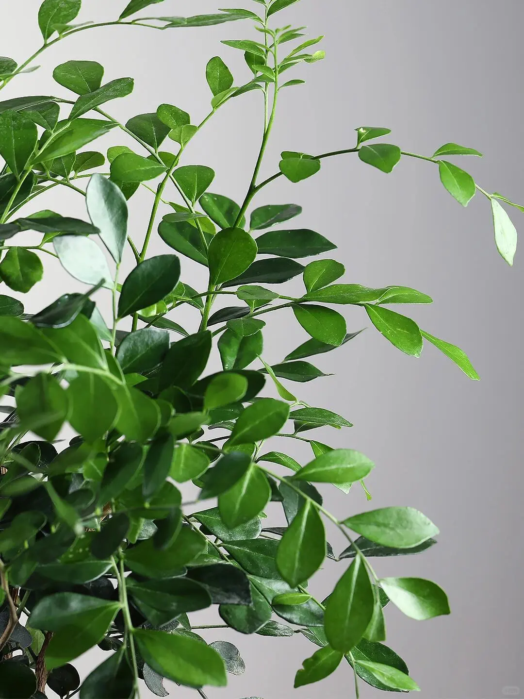 生命真是奇妙又美好的?