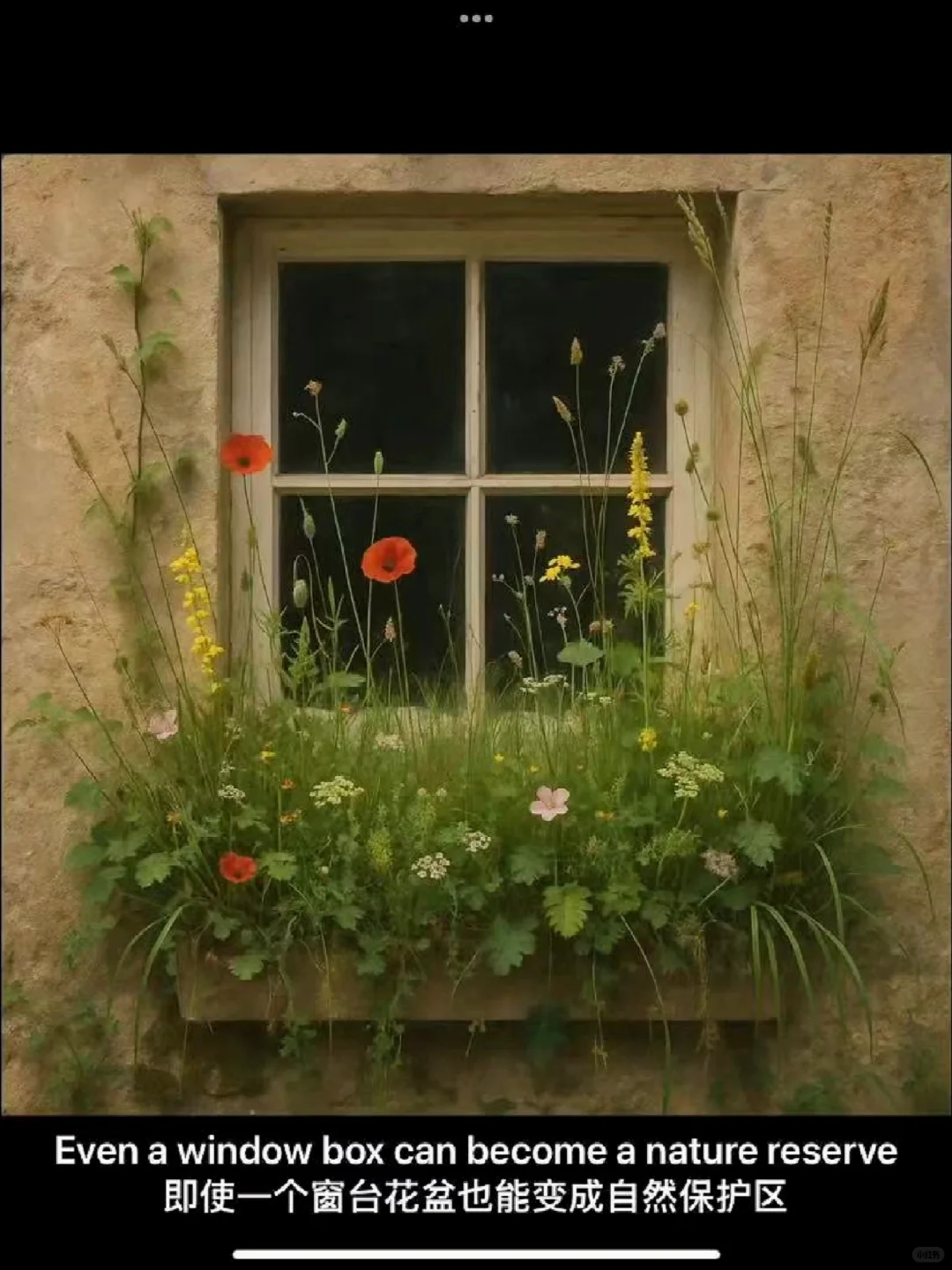 Rewilding(重新野化土壤)—审美观念的转变