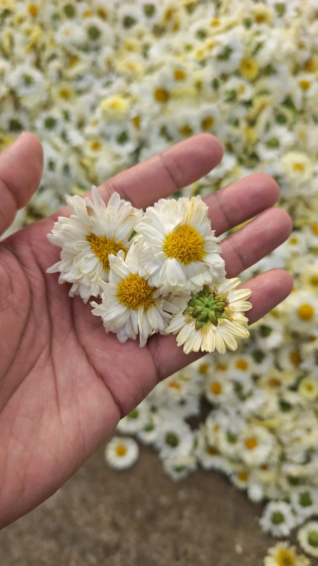 农产品初加工的心酸