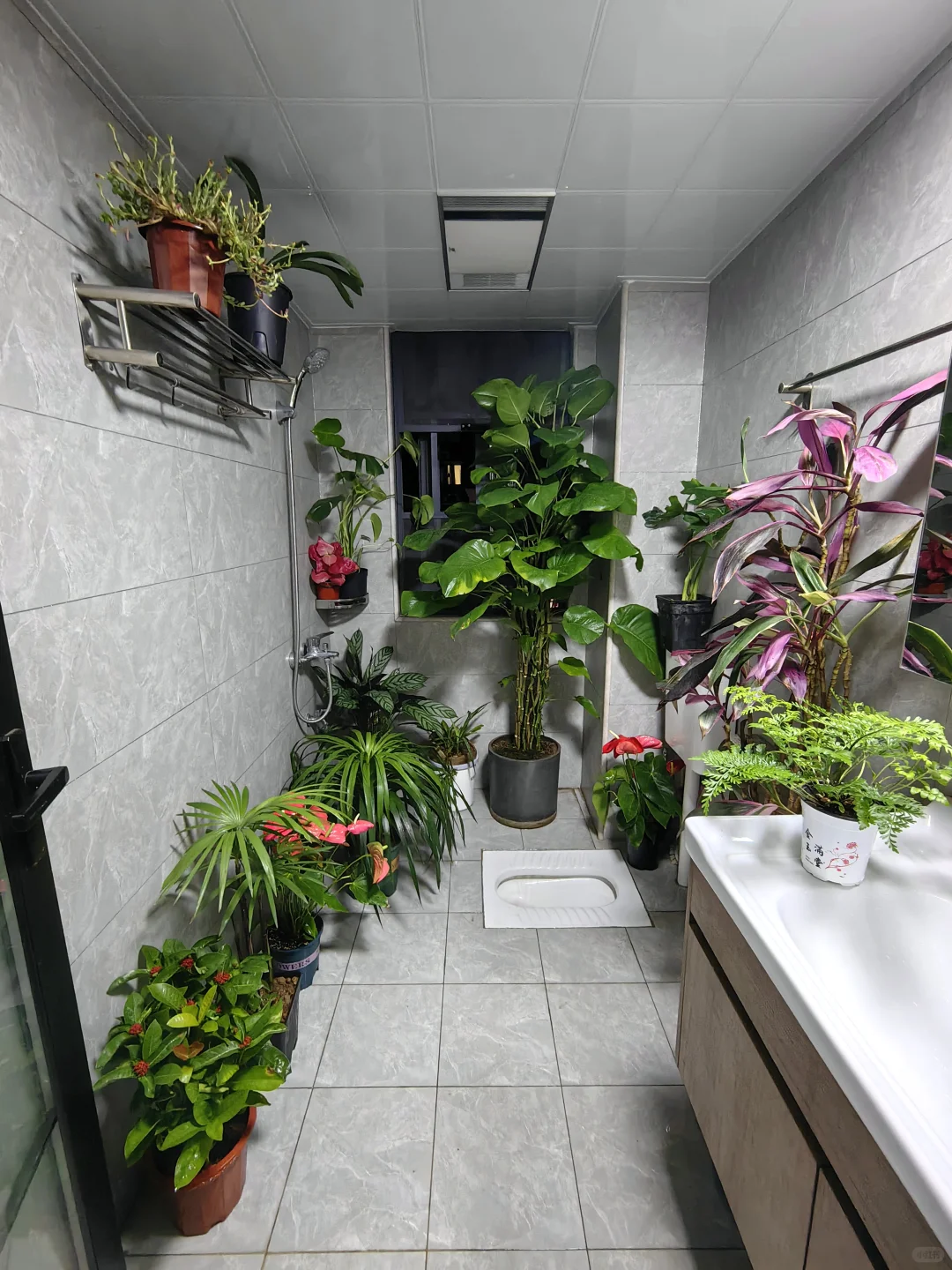 五十三块钱淘来的一堆绿植，也没有谁了吧！