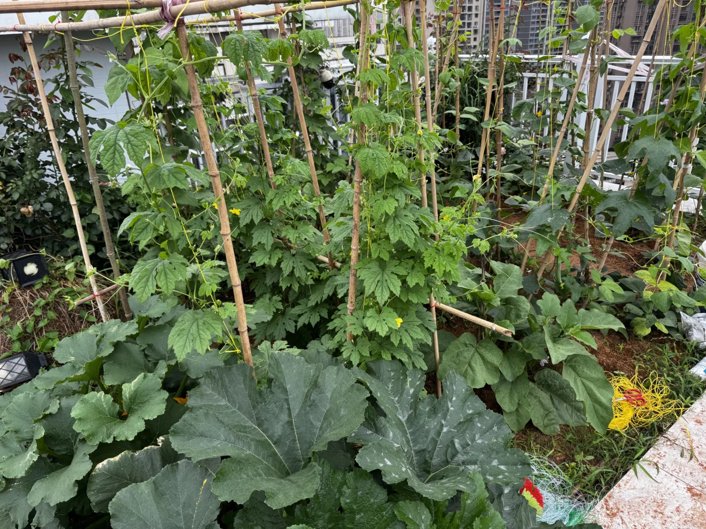 我的菜园丰盛了