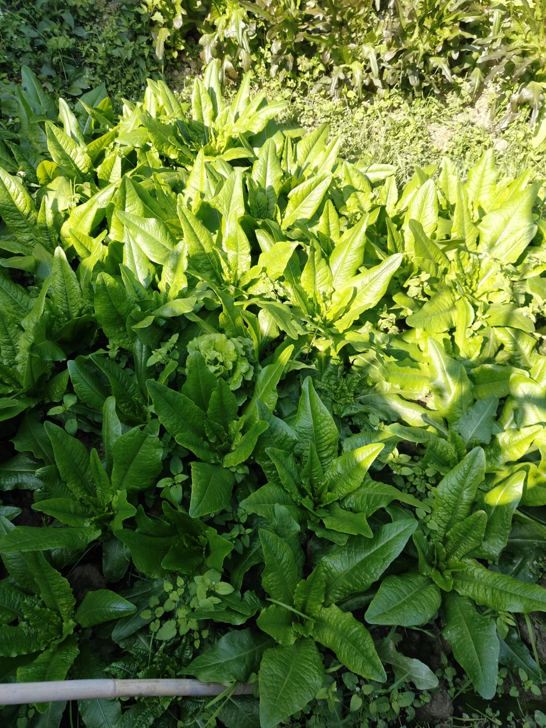 来看看农场里种的菜