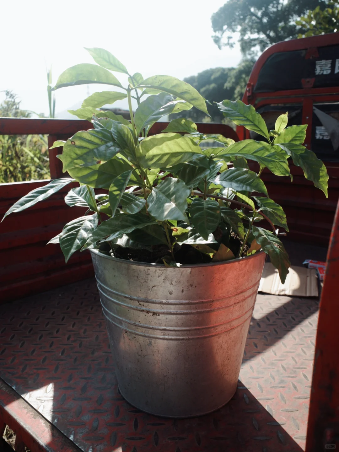 出售10万株瑰夏树苗