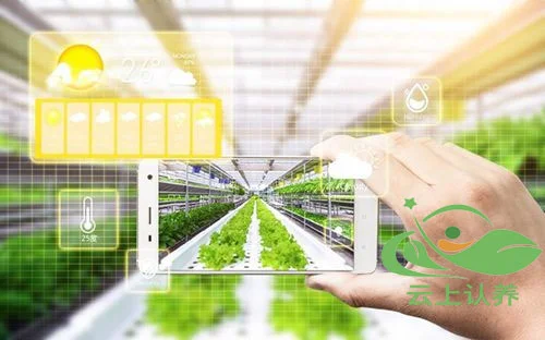 云上认养—现代农业的多样性（可视化农业）
