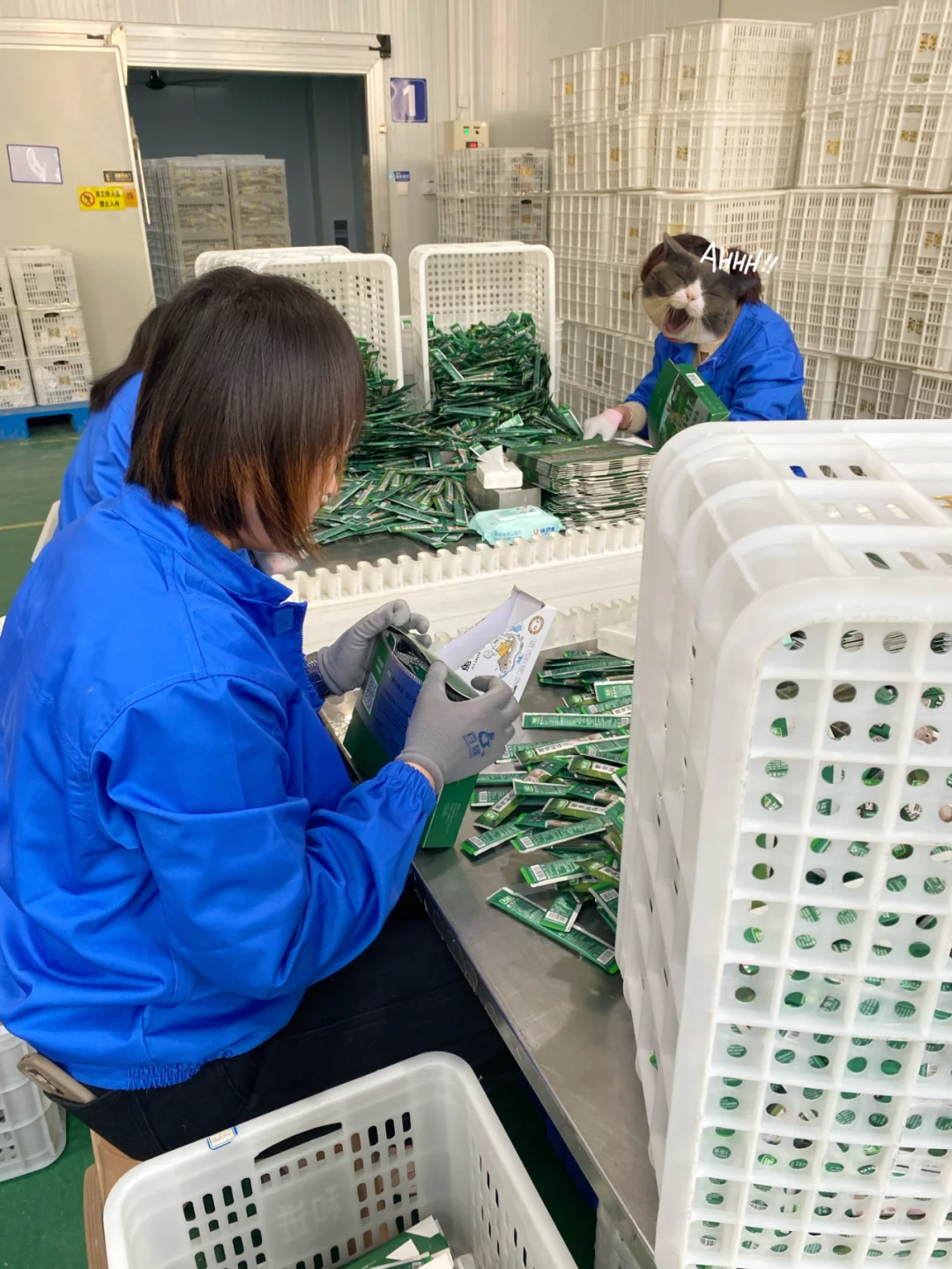 打工日记?|被猫条支配的一天