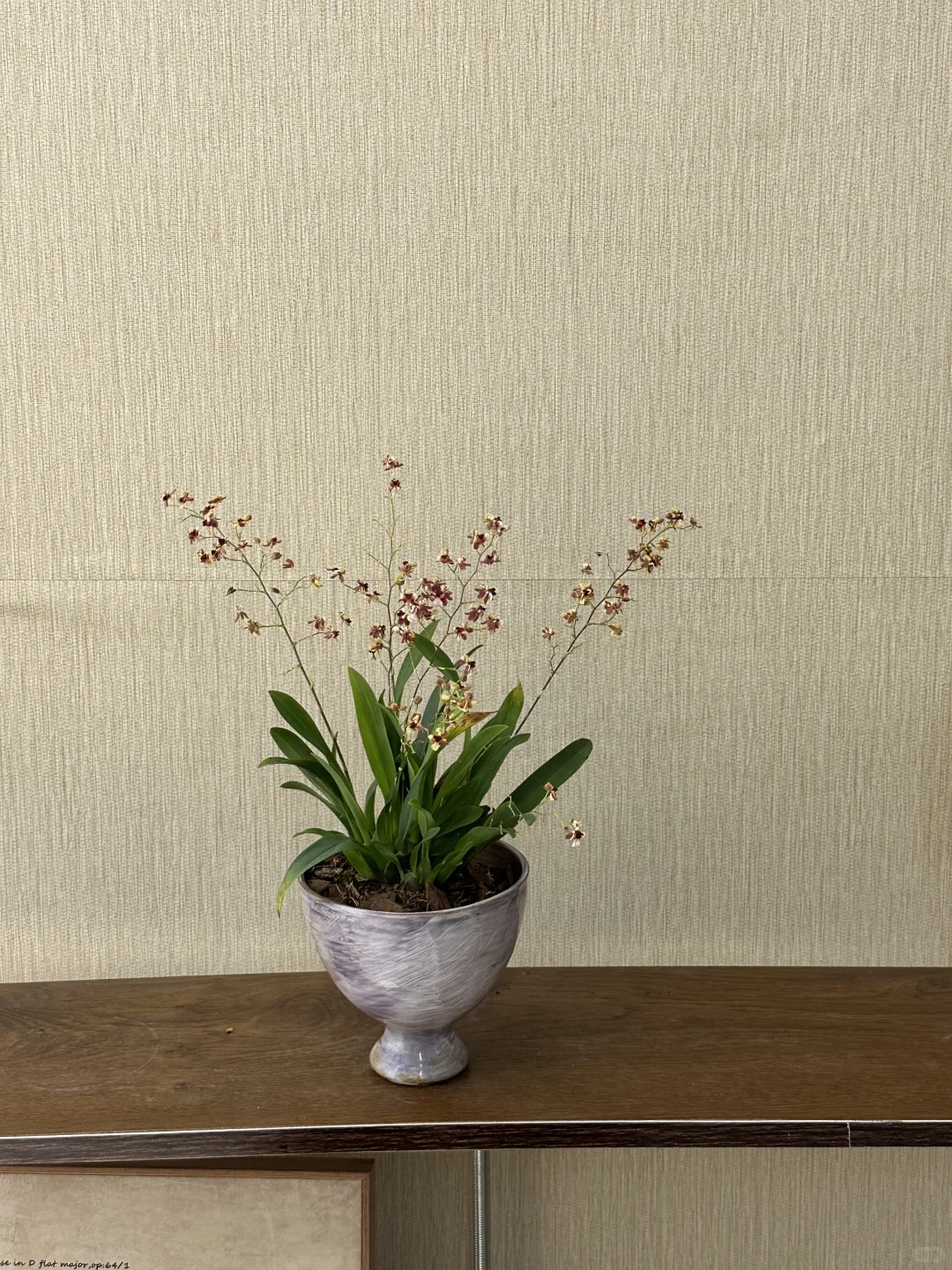 平价中古风绿植分享?