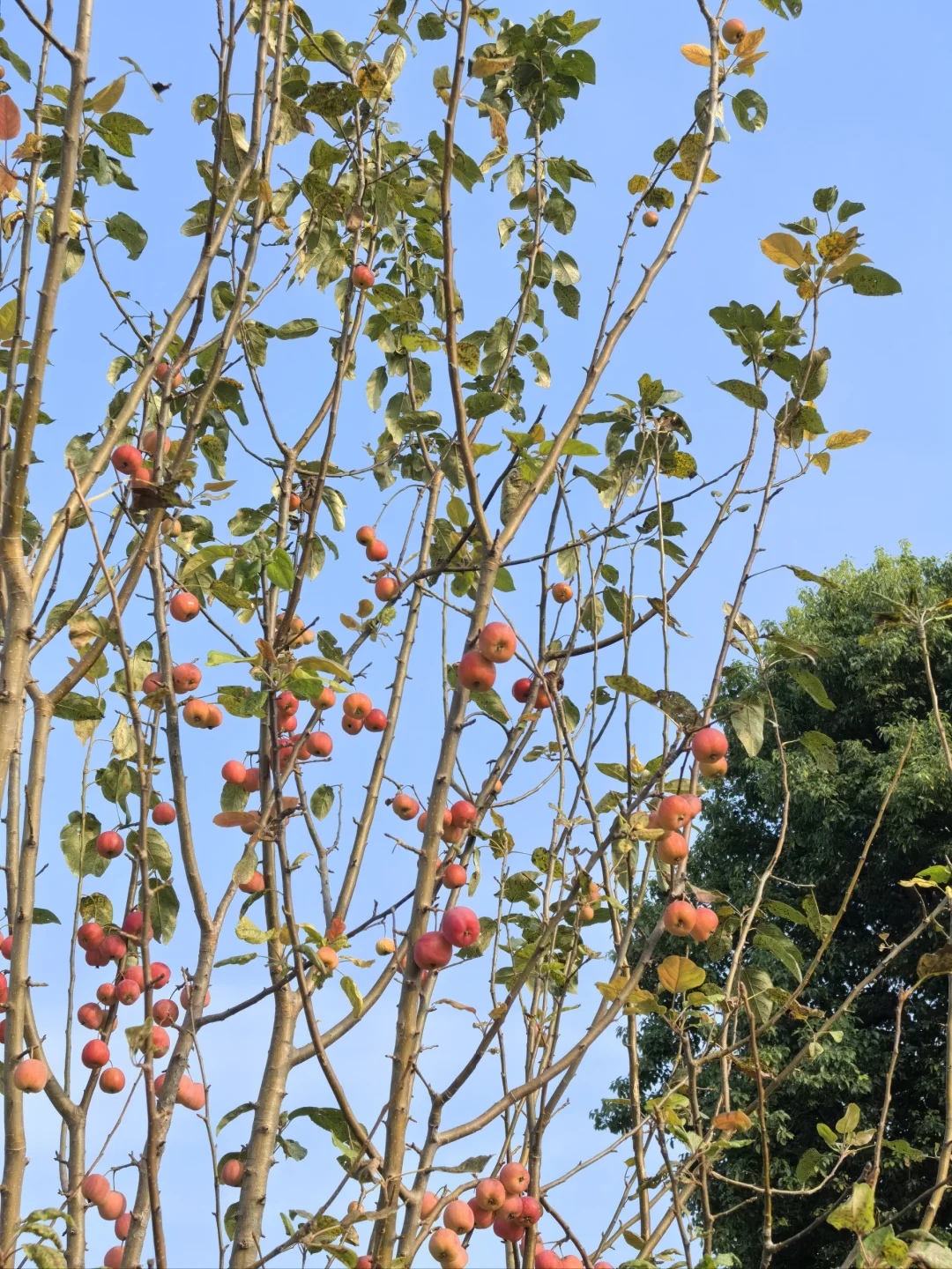 第一批拼夕夕“受害者”出现了