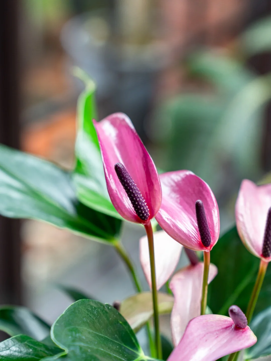 ?送人就送这个❗️皮实、好养、不长虫