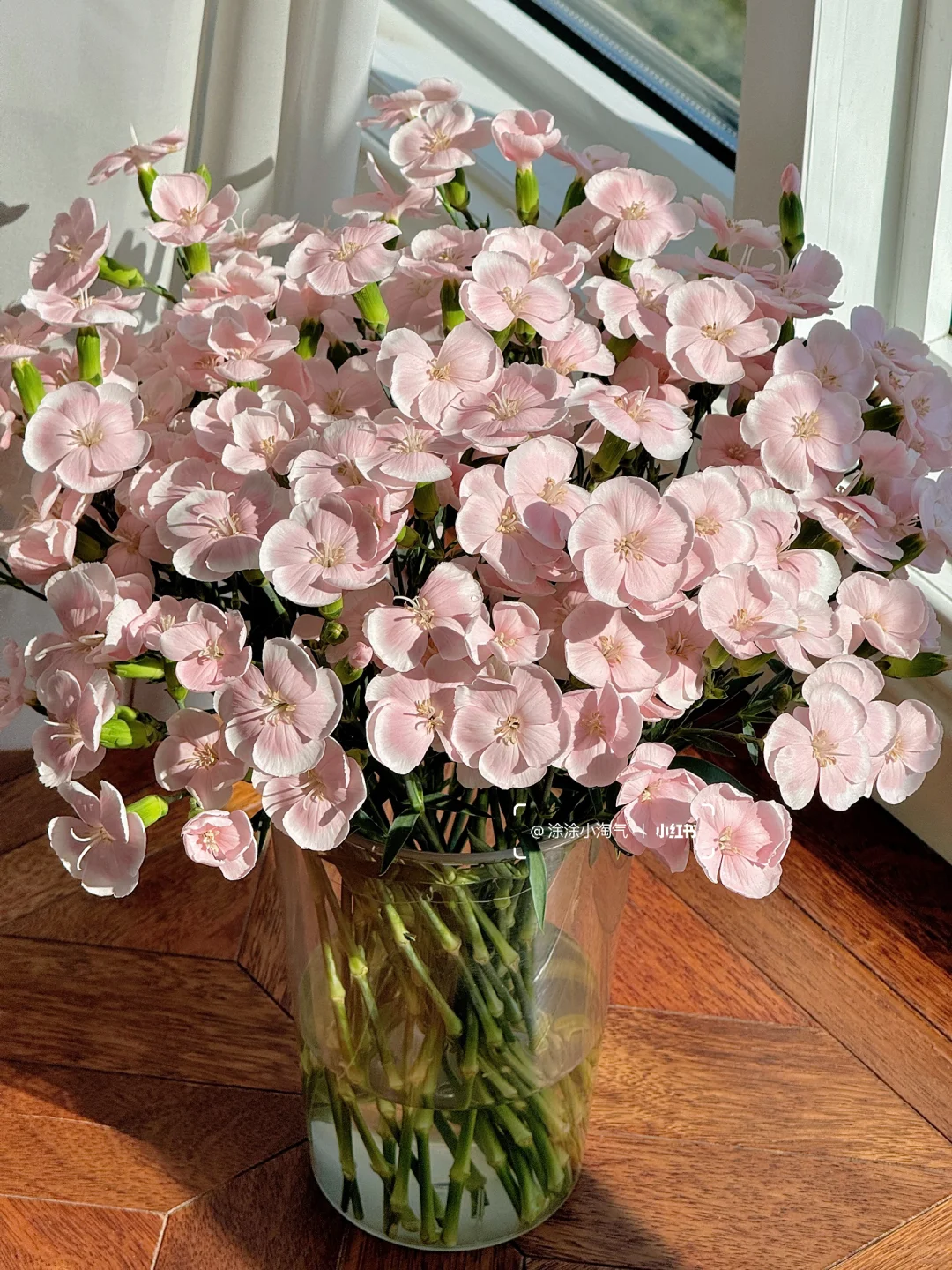 漂亮好养花期长，都找不到不喜欢的理由