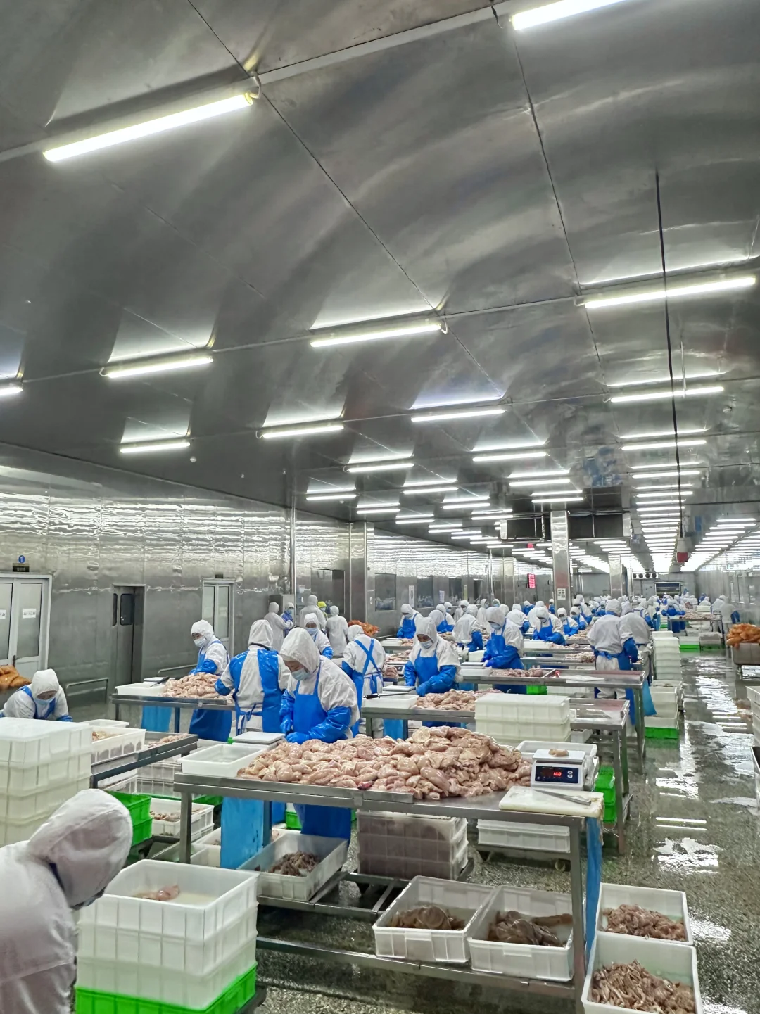 在正新鸡排工厂当卧底的一天...