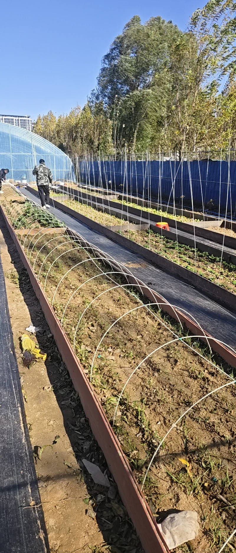 秋天的田园，雨夹雪降温了，小棚膜扎起来了