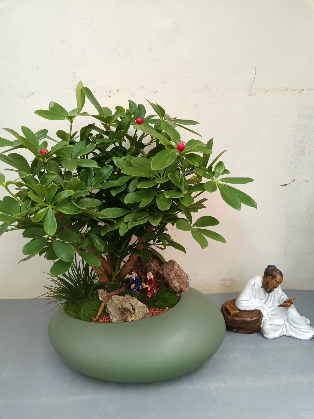 绿植盆栽，让家充满生机与活力！！！