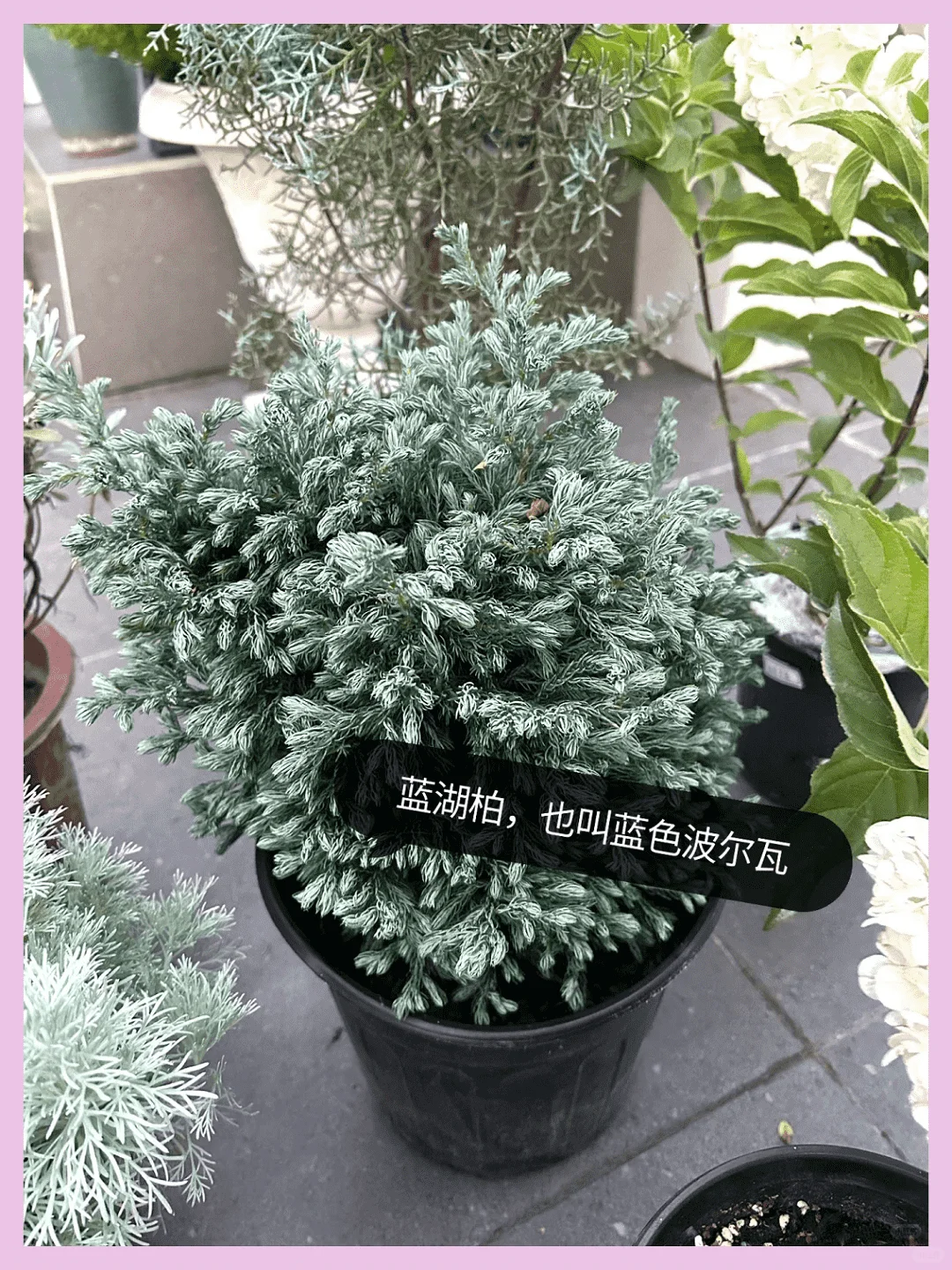 露台改造成绝美花园:高颜值植物