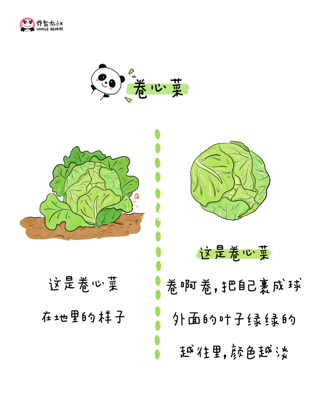 给小朋友的冬季蔬菜认知图鉴