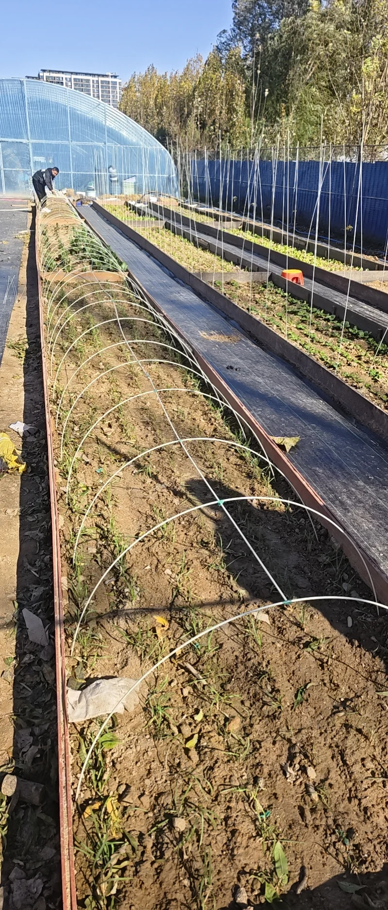 秋天的田园，雨夹雪降温了，小棚膜扎起来了