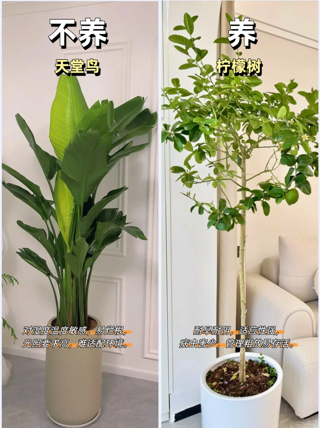 客厅绿植推荐
