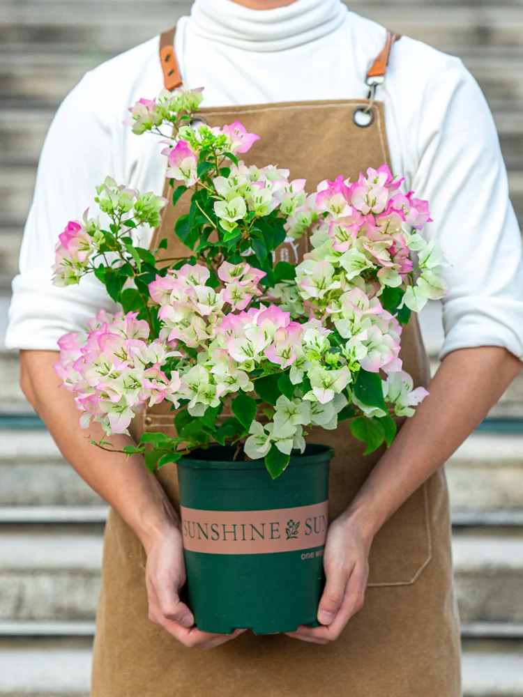 ?带盆栽好！法式小香风绿樱三角梅上新