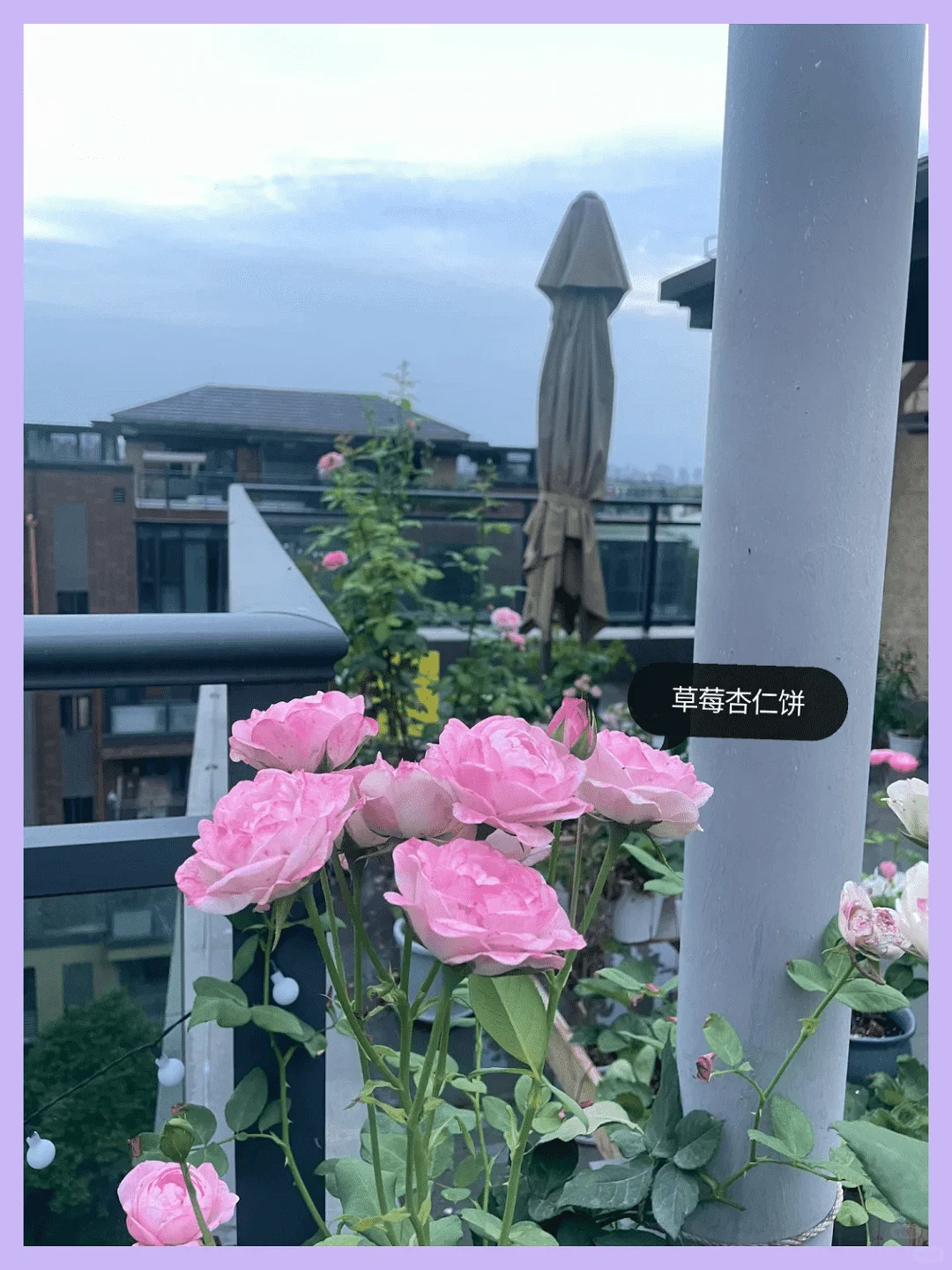 露台改造成绝美花园:高颜值植物