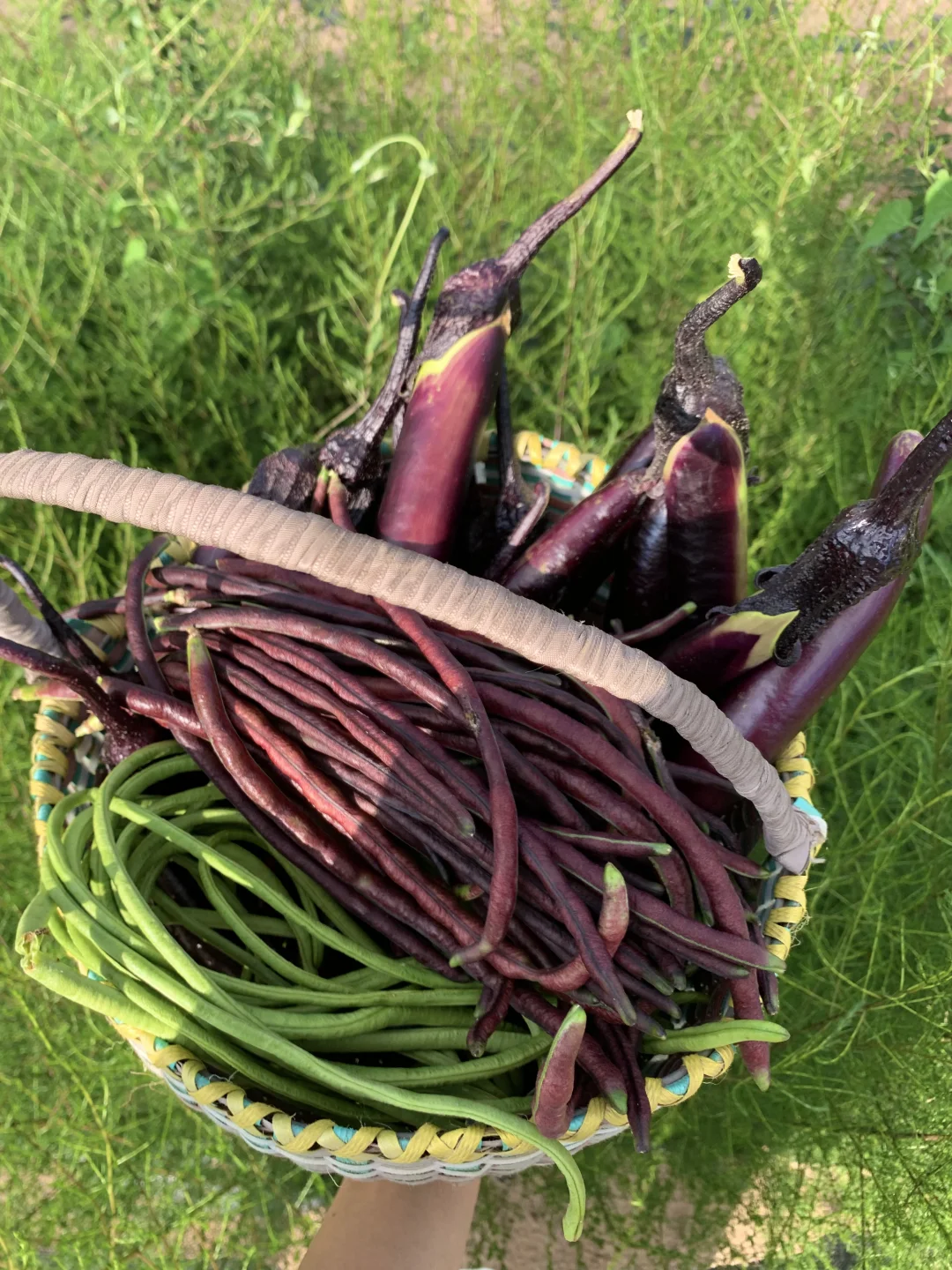 回村吃新鲜果蔬吧