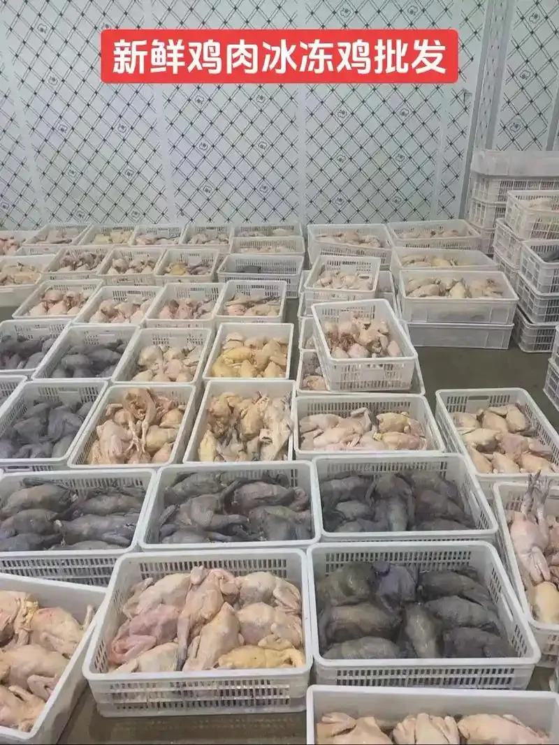 广州冰鲜鸡市场供应情况