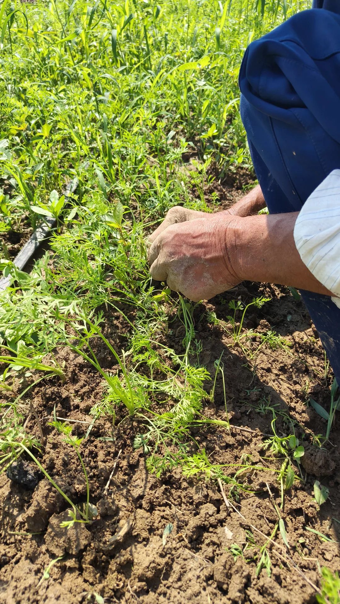 每月150的农家生态蔬菜组合，全国包邮