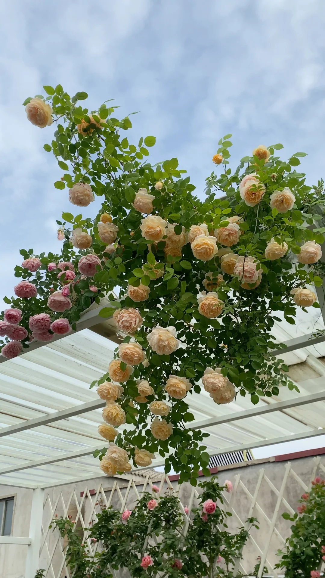 分享一下自己的月季养护经验